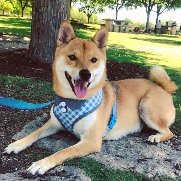 Kenji The Super Star Shiba Zoom Room Dog Training