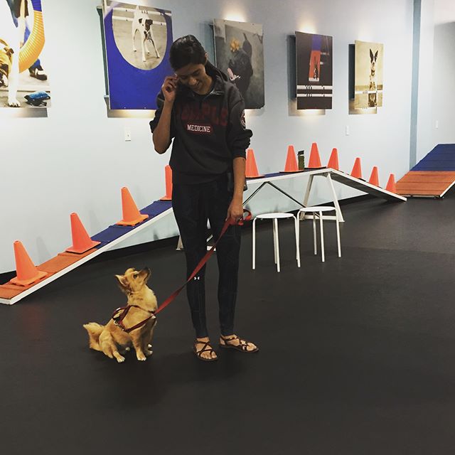 Philadelphia Dog Training | Agility | Obedience | Puppy ...
