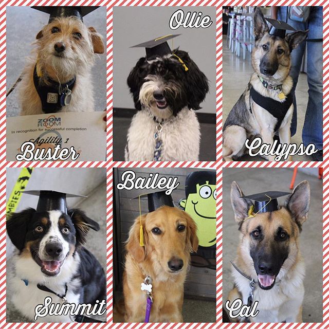 Look who's graduated!!! All of these pups have done such great work with their owners!! From puppy obedience, to obedience 1, to Agility the