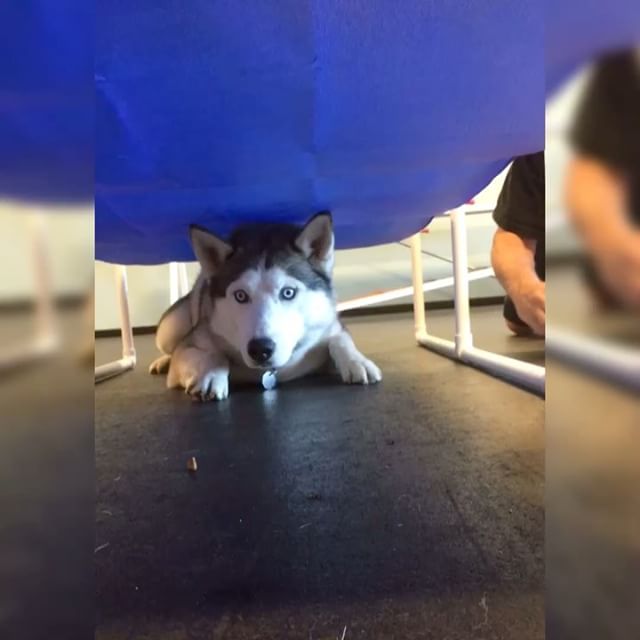 Our #husky friend Kazmir was working on his spy crawl during #PrivateAgility with Don, mission complete!