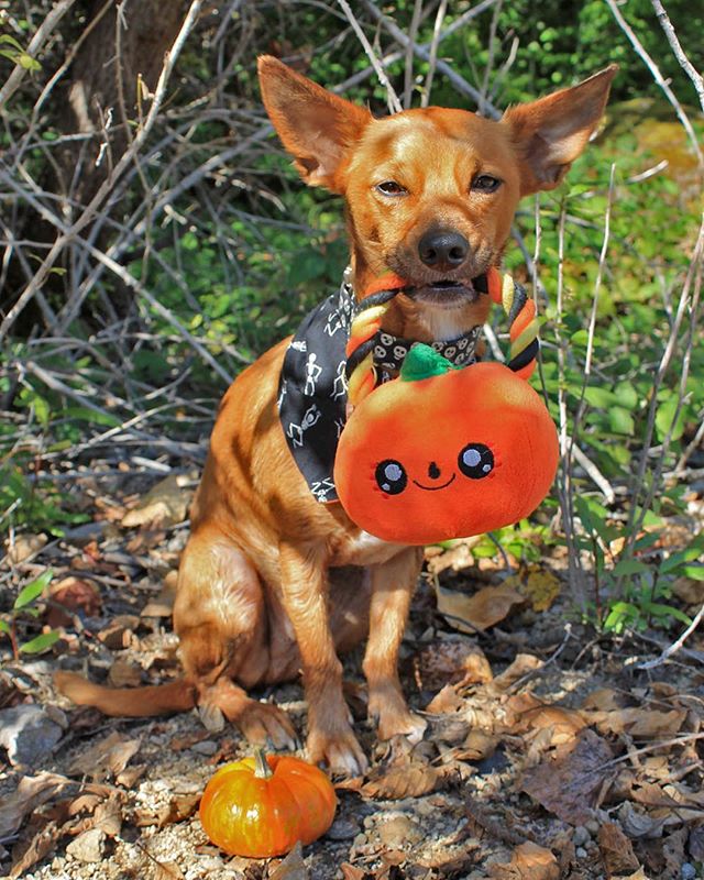 Shop dog Ringo is here to remind everyone of our Halloween Party the 'Doom Room'!?
This Saturday October 28th starting at 3:30PM. 
If you