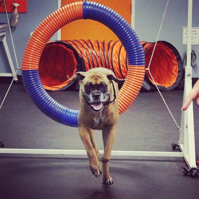 Huntington Beach Dog Training | Agility | Obedience ...