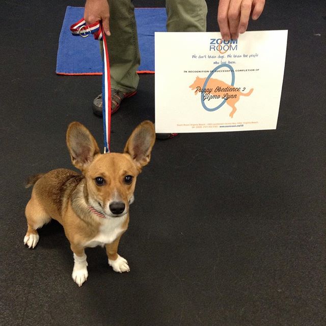 Gizmo graduated Puppy Obedience 2 tonight!  Great job Gizmo!  #zoomroomvirginiabeach #dogsoginstagram #dogsofvirginiabeach