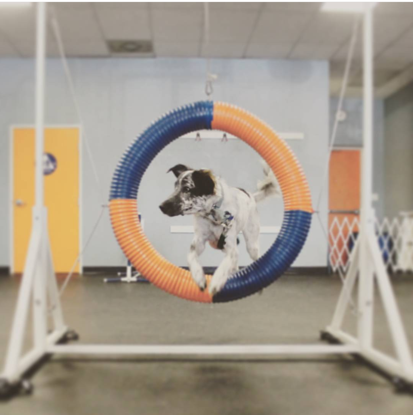 indoor dog agility near me