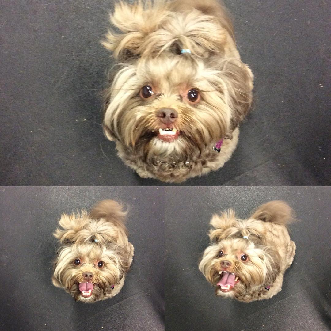 The many faces of a #happy #Peanut during #agility