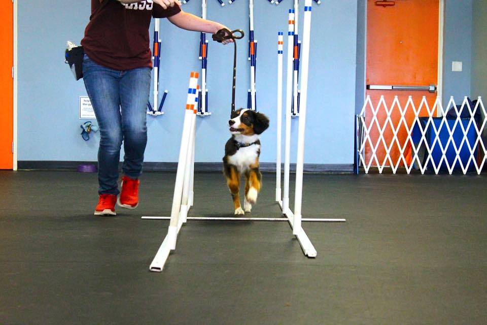 puppy agility