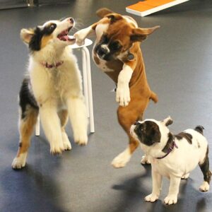 zoom room dog training belmont ca