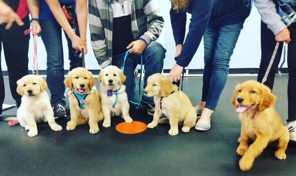 puppy dog classes