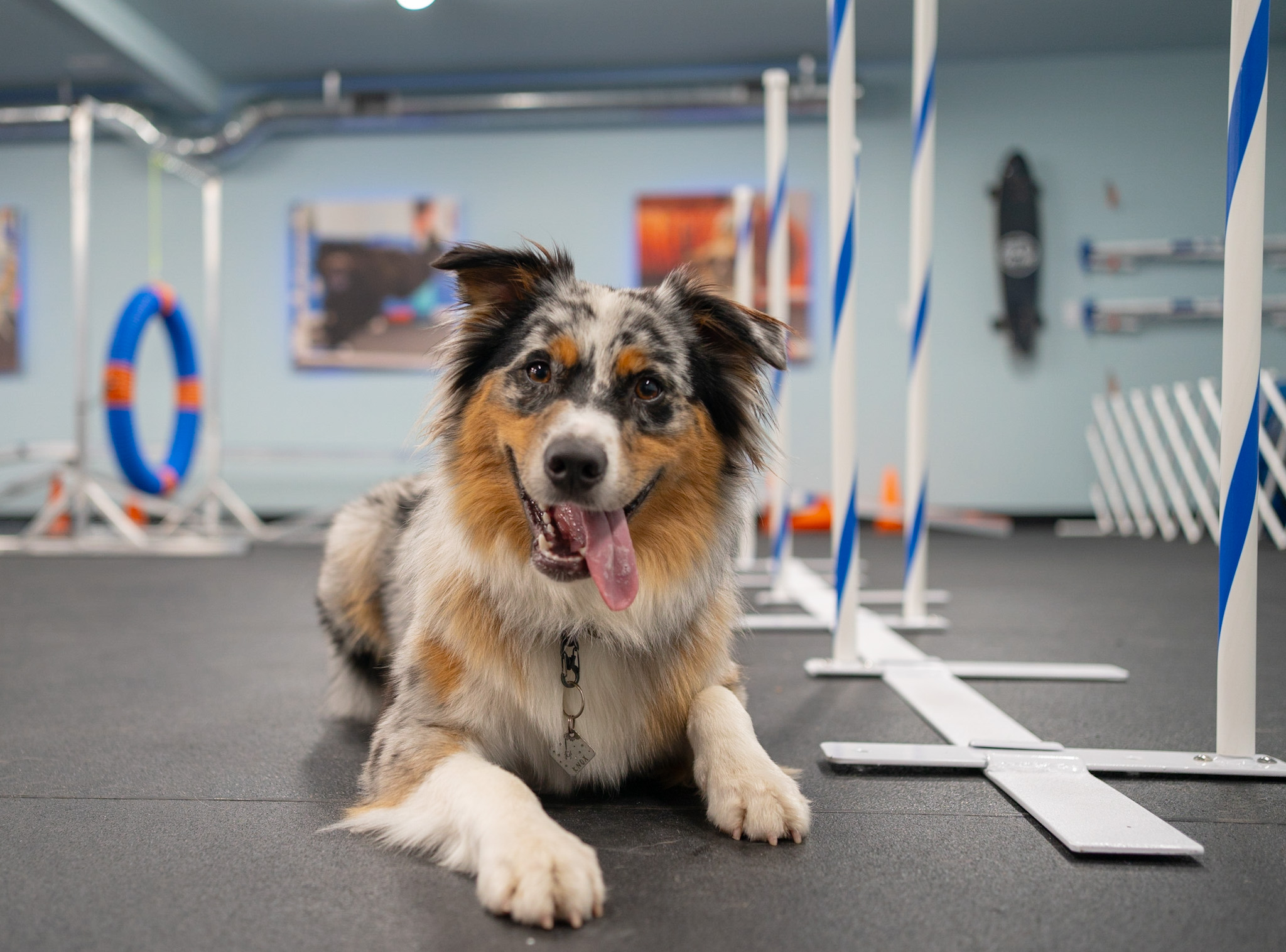 Enrichment for Dogs: How To Keep Your Australian Shepherd Engaged