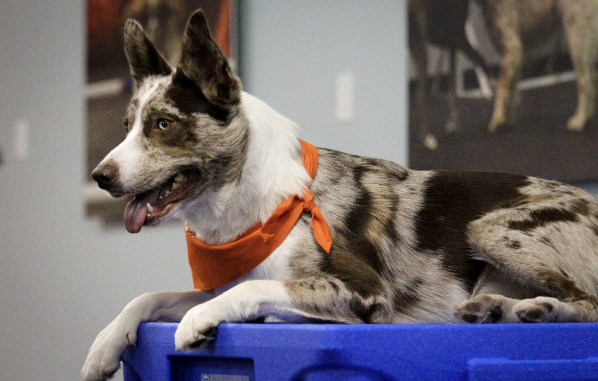 Dog Training San Diego Agility Obedience Puppy Zoom Room Dog 