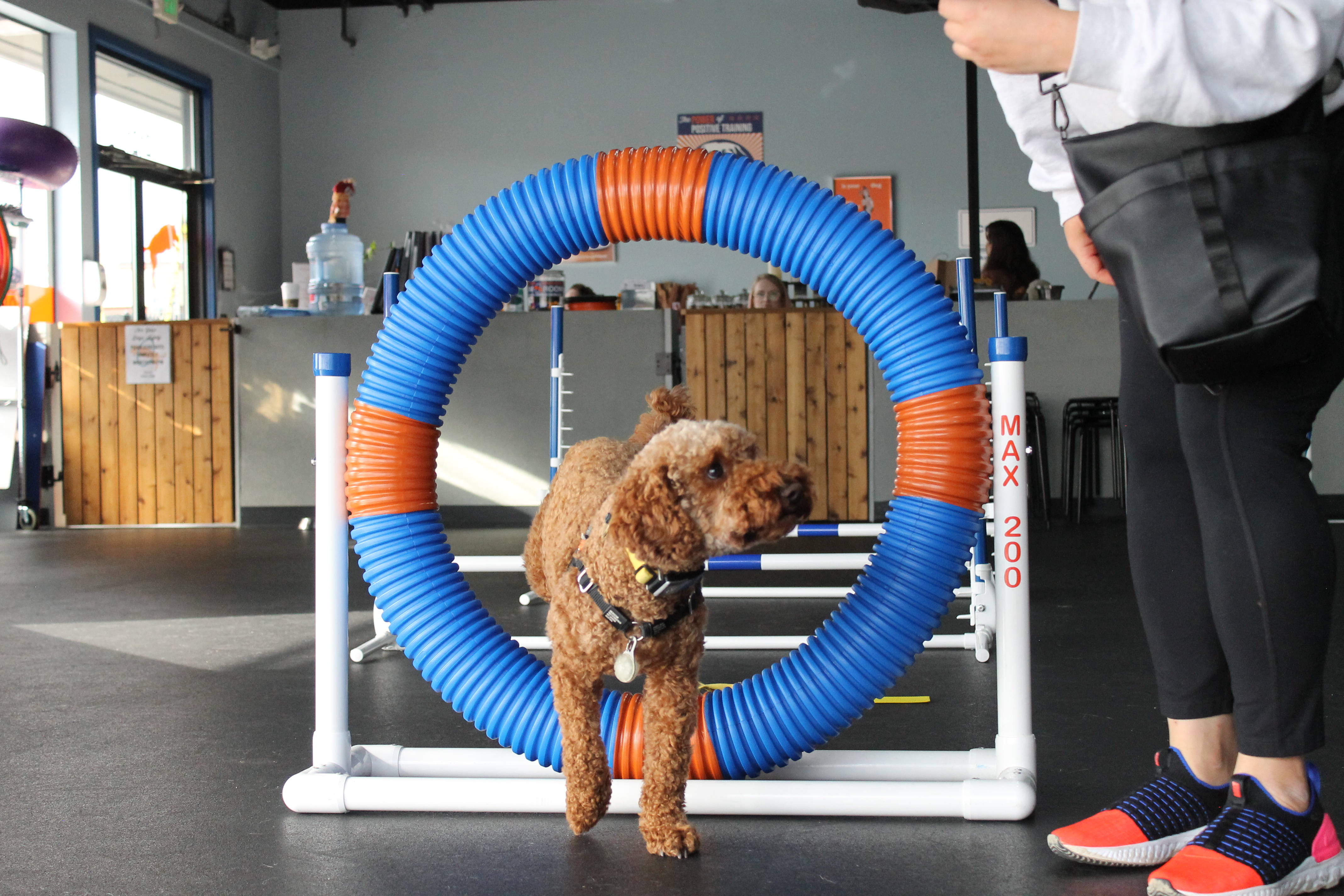 Canine Enrichment: Agility, Which Hand, & More
