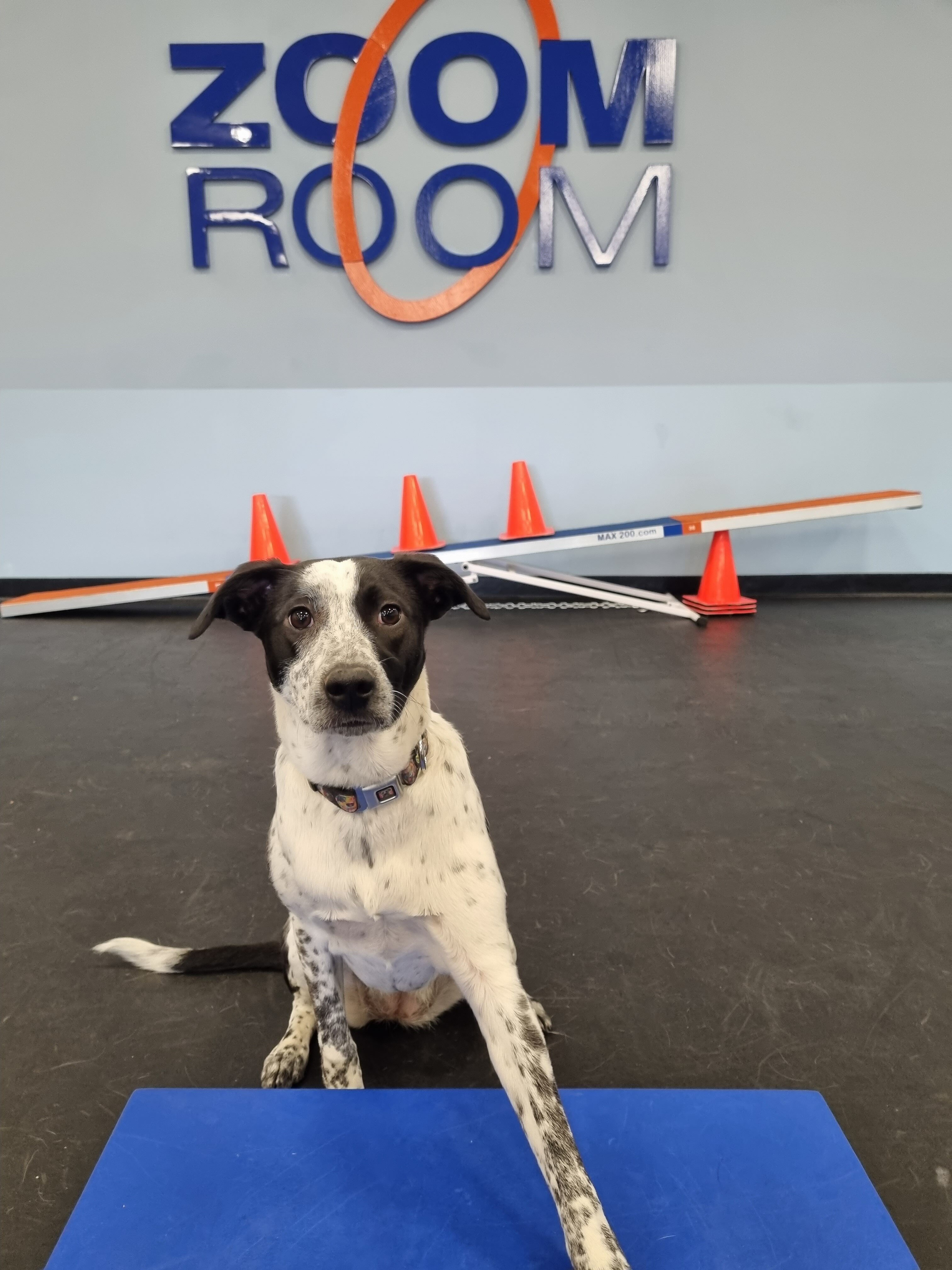 Social & Gym Sessions, Canine Enrichment Center