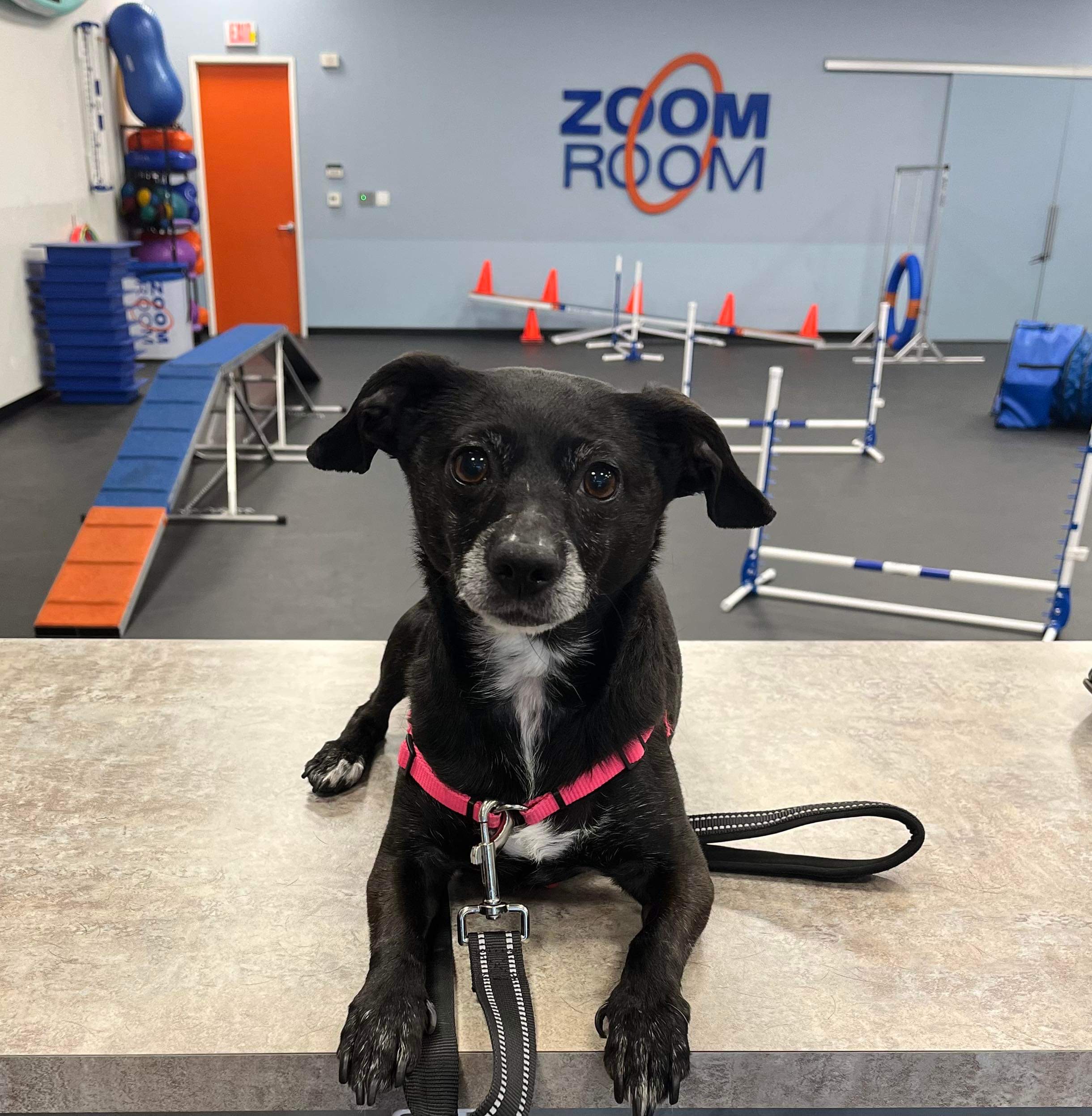 Louisville  Zoom Room Dog Training
