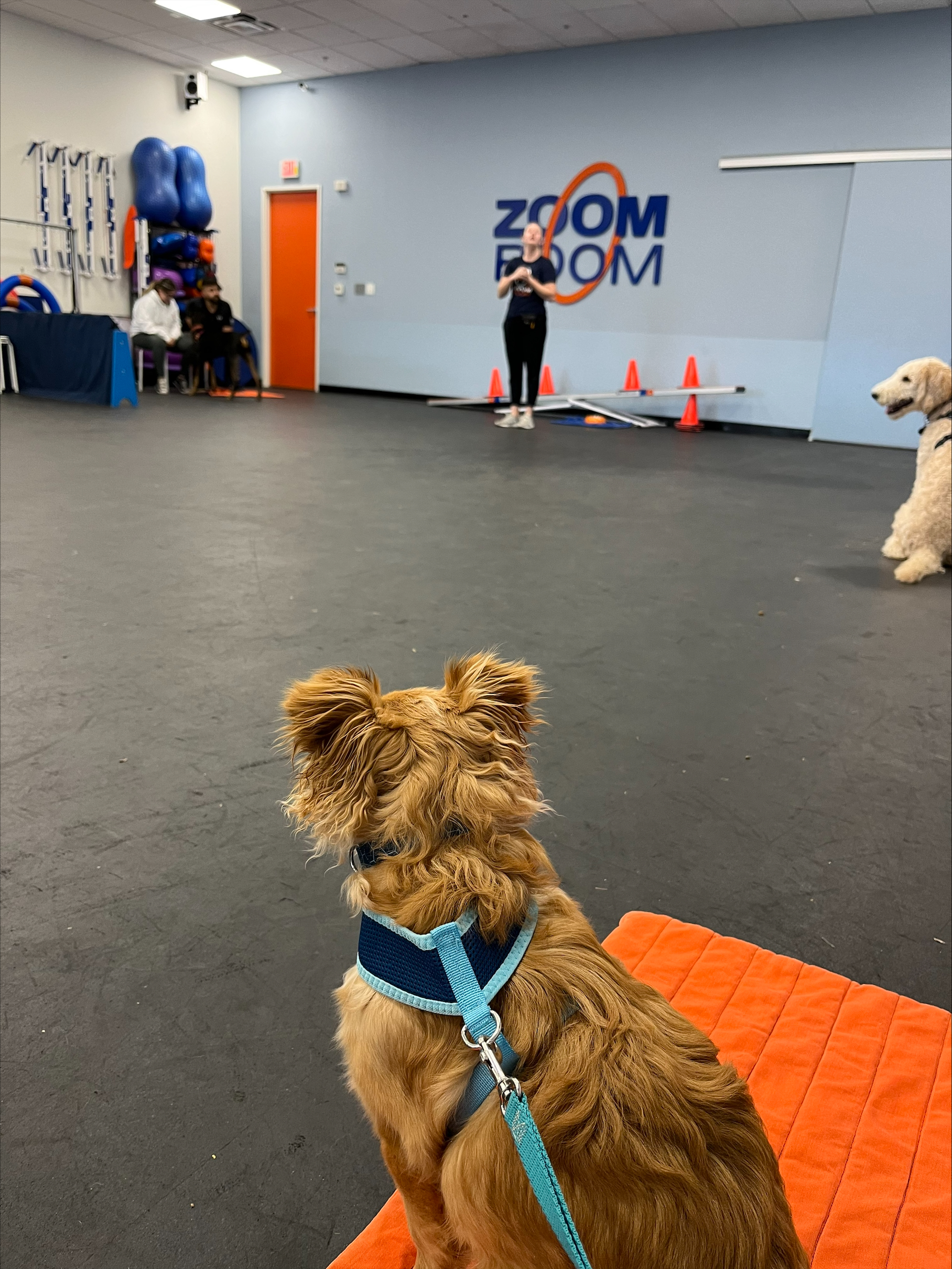 Dog Training Reno Summit, Agility, Obedience, Puppy