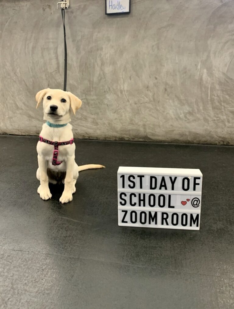 zoom room dog training richardson texas