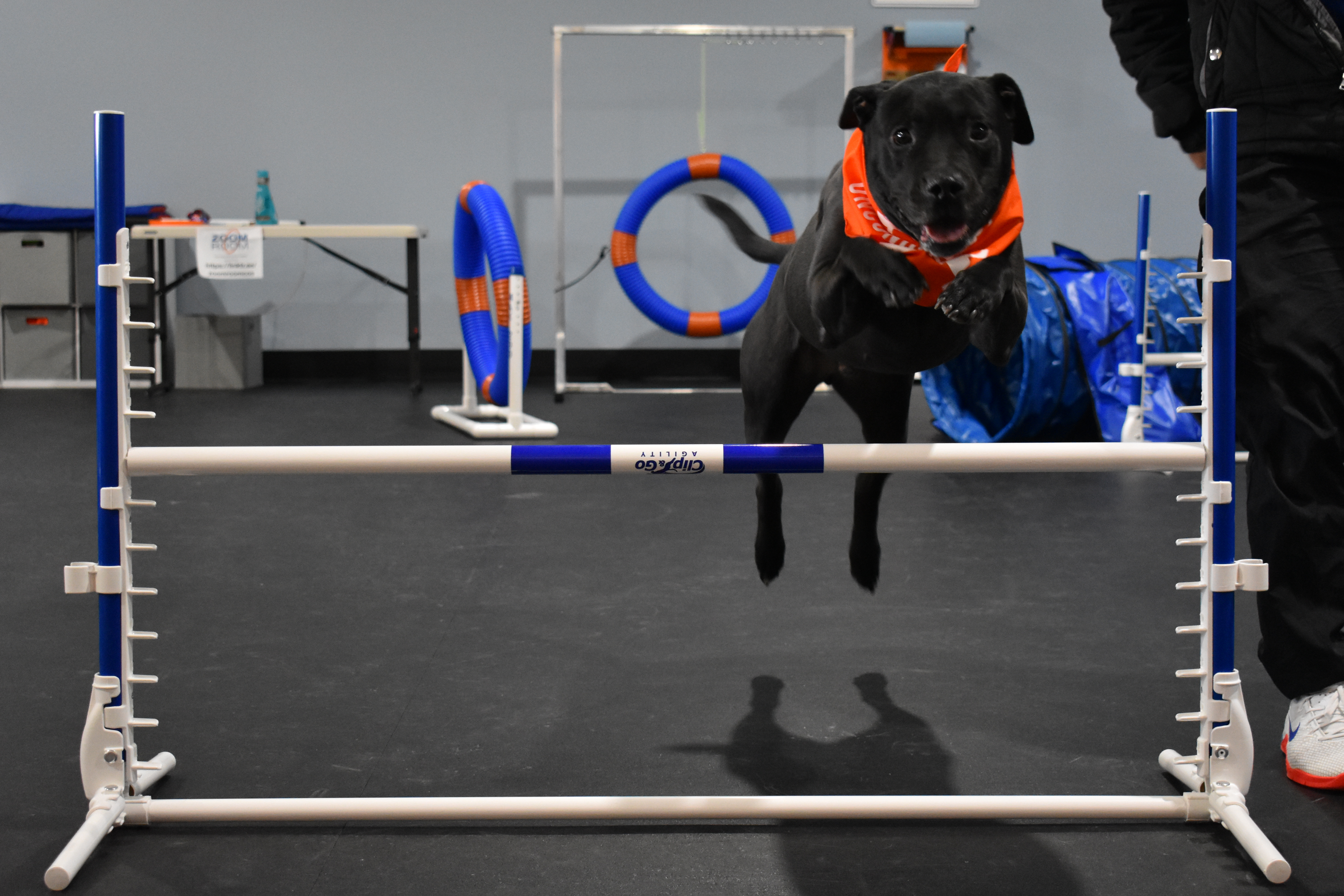 Dog Training Colorado Springs | Agility | Obedience | Puppy | Zoom Room Dog  Training