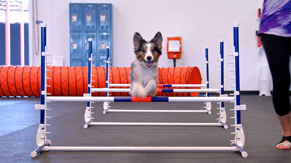 Dog Agility Training — Atlanta Dog Trainer