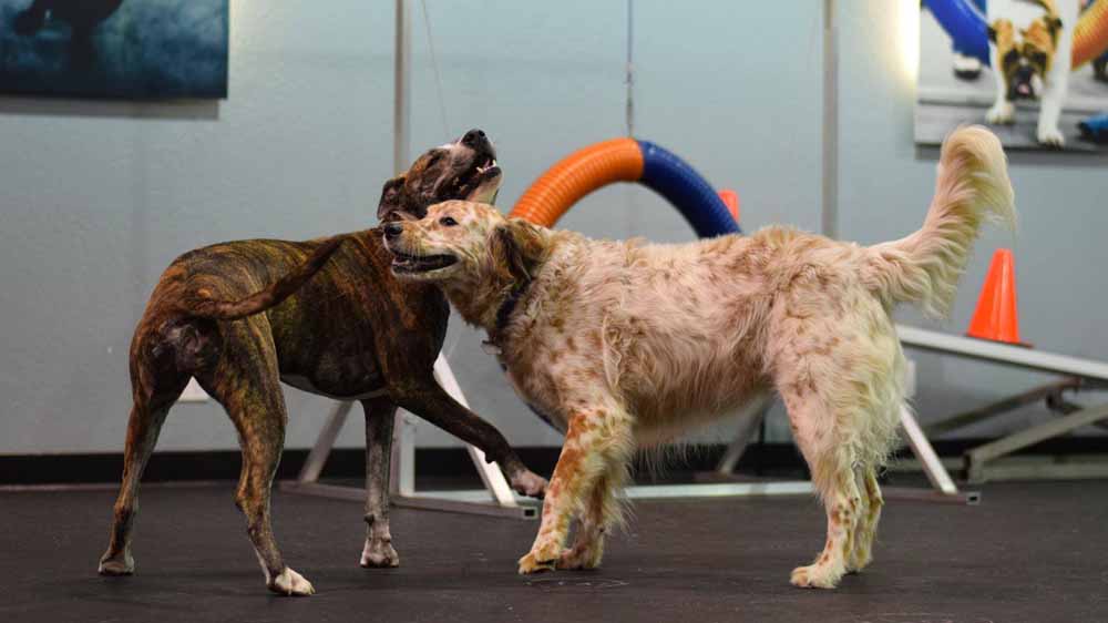 Arlington | Zoom Room Dog Training
