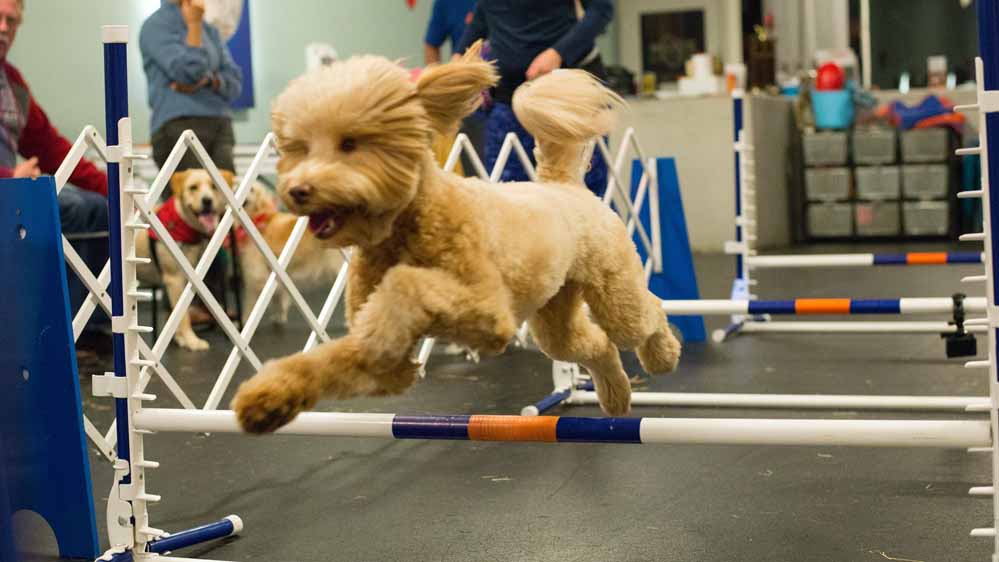 San Antonio Embassy Oaks Zoom Room Dog Training