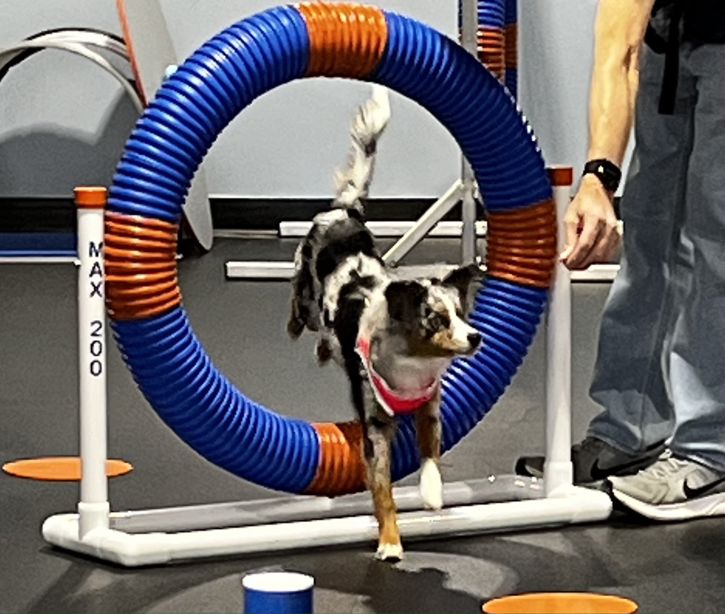 Knoxville Hardin Valley Zoom Room Dog Training