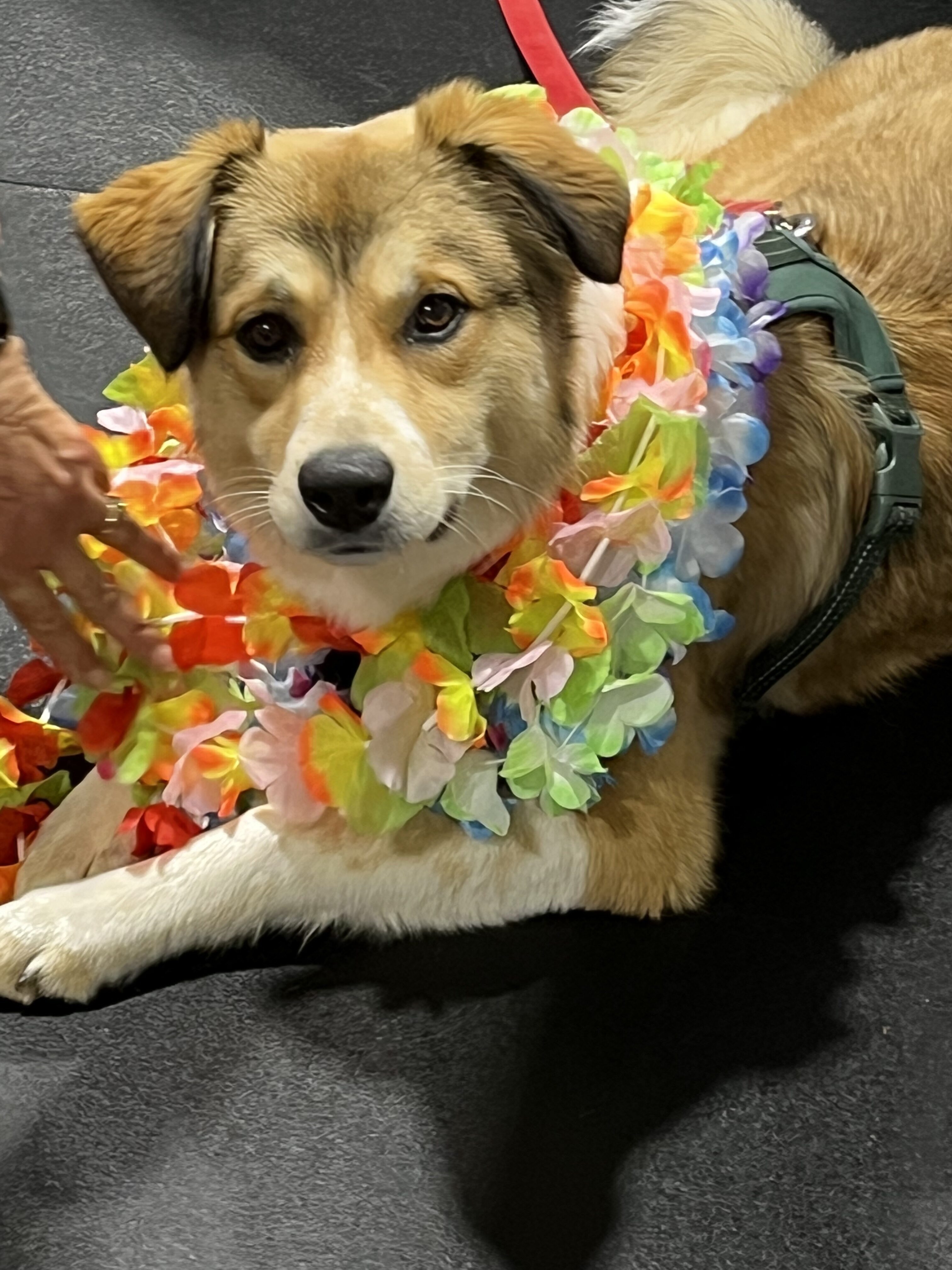 Columbus OH Dog Show - Best Canine Competitors [Year]