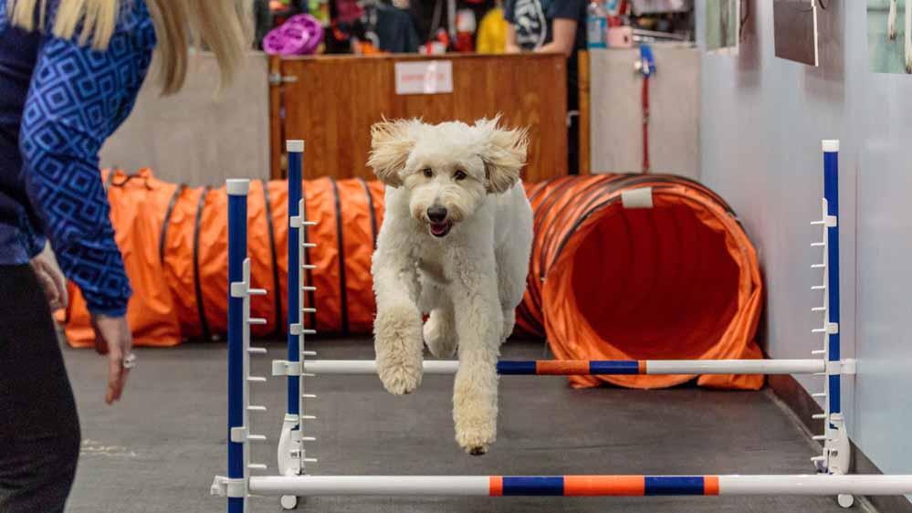 Training Dog Agility  Dog agility course, Dog agility, Dog