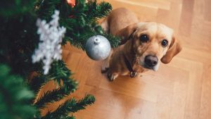 Hosting Pets for the Holidays? Pet-Proof your Home!