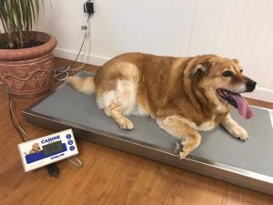 80-pound dog named Strudel down to 54 pounds after rigorous weight loss journey
