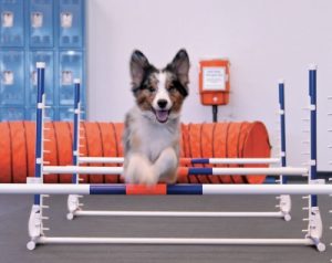 Franchise Times Visits Zoom Room Dog Training