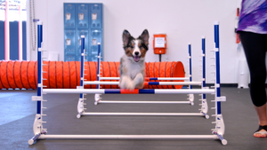 How to Keep Your Dog in Shape During the Summer