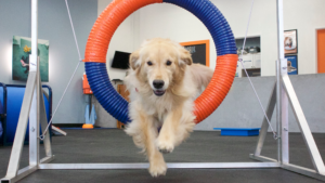 Agility Training For Dogs