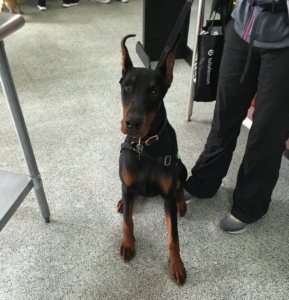 Thinking about Getting a German Pinscher? Here is What You Should Know