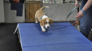 Tips on Training A Puppy