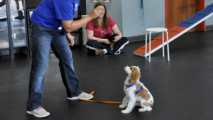 Dog Training: How to Teach Your Dog the “Off” Command