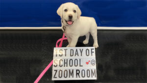 Preparing Your Dog for Back To School Season