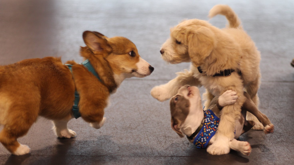 How much should puppies sleep? Zoom Room Dog Training