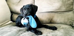 How to Keep Your Puppy Safe During Playtime