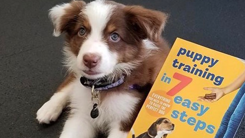The Best Dog Training Books Zoom Room Dog Training