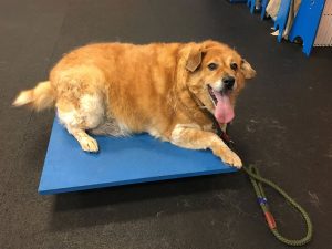 Once 80 lbs., Strudel the Adoptable Golden Retriever is Laying Off Pastries and Slimming Down Thanks to Dog Gym