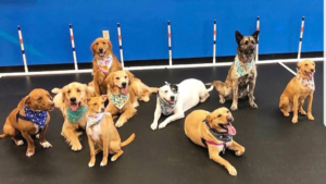 Zoom Room Celebrates National Dog Day