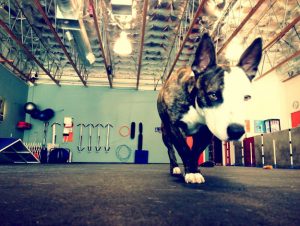 San Francisco Business Times Zoom Room Dog Training Growth