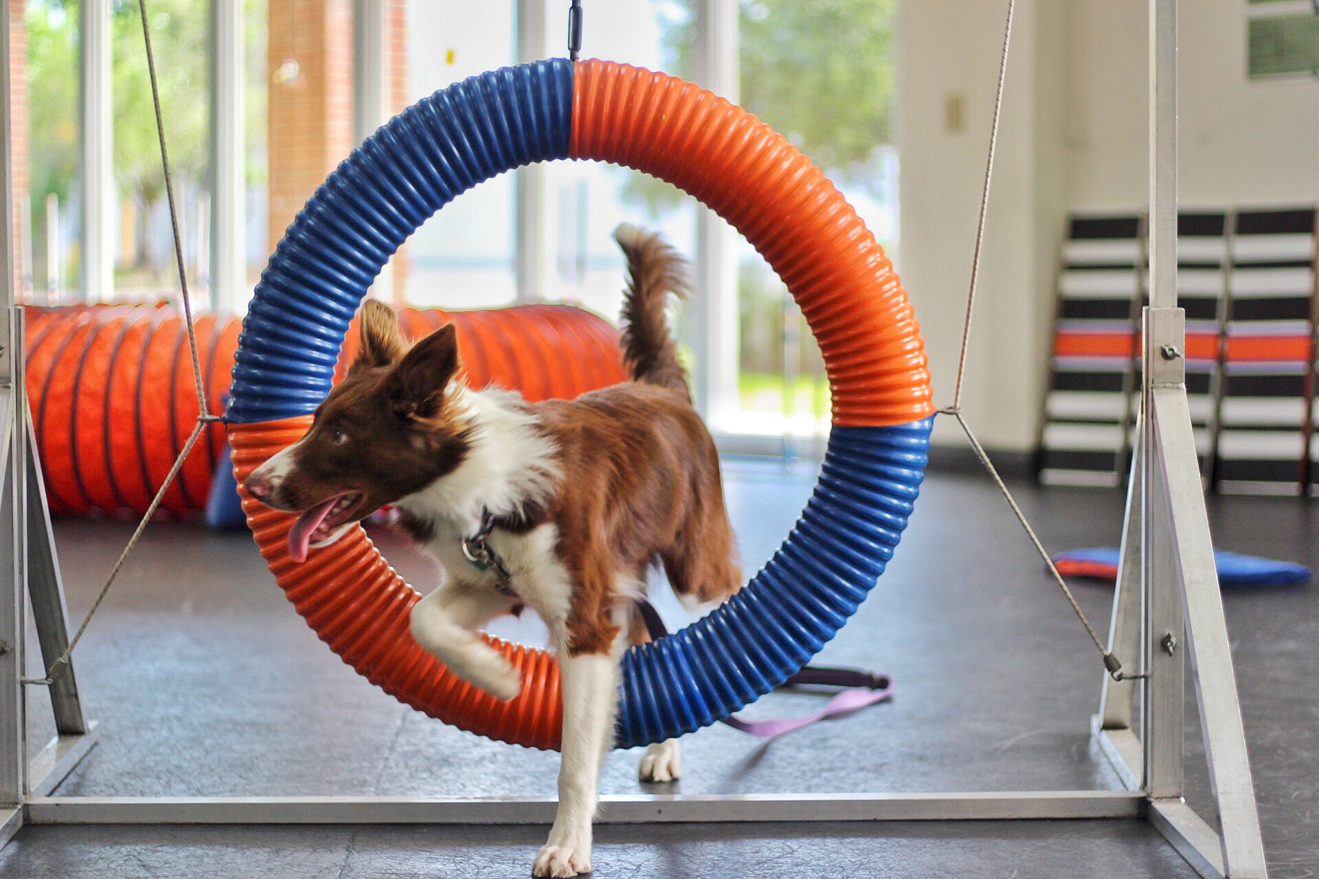 Dog Training Austin TX Zoom Room Dog Training