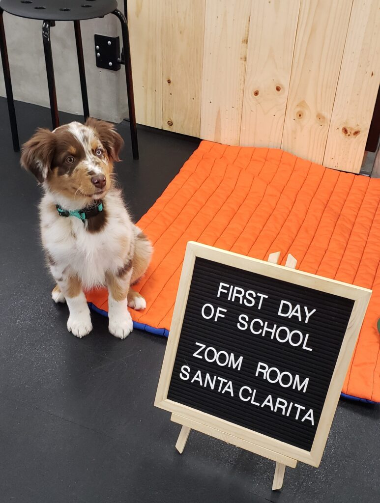 Sierra Zoom Room Dog Training