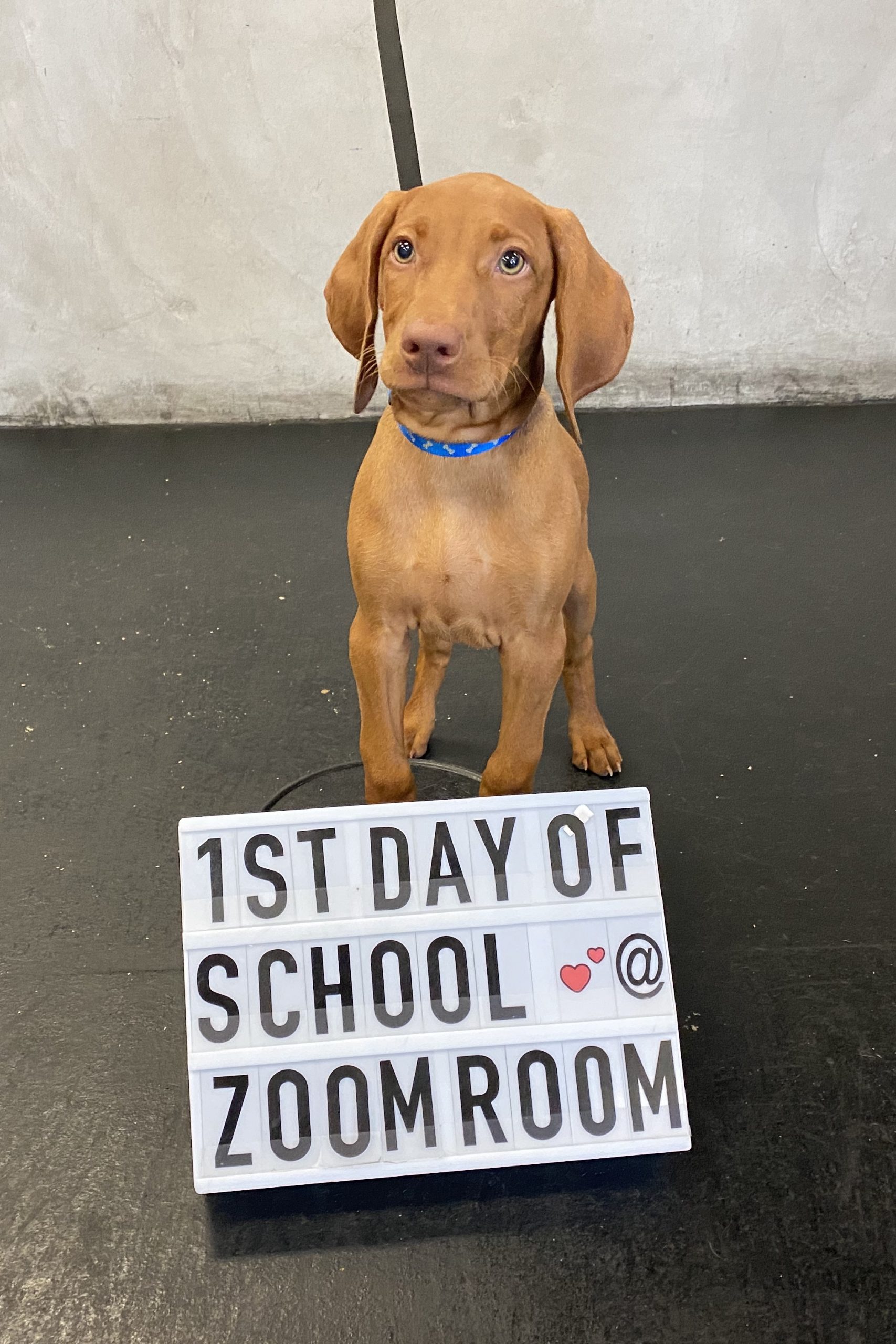 the zoom room dog training
