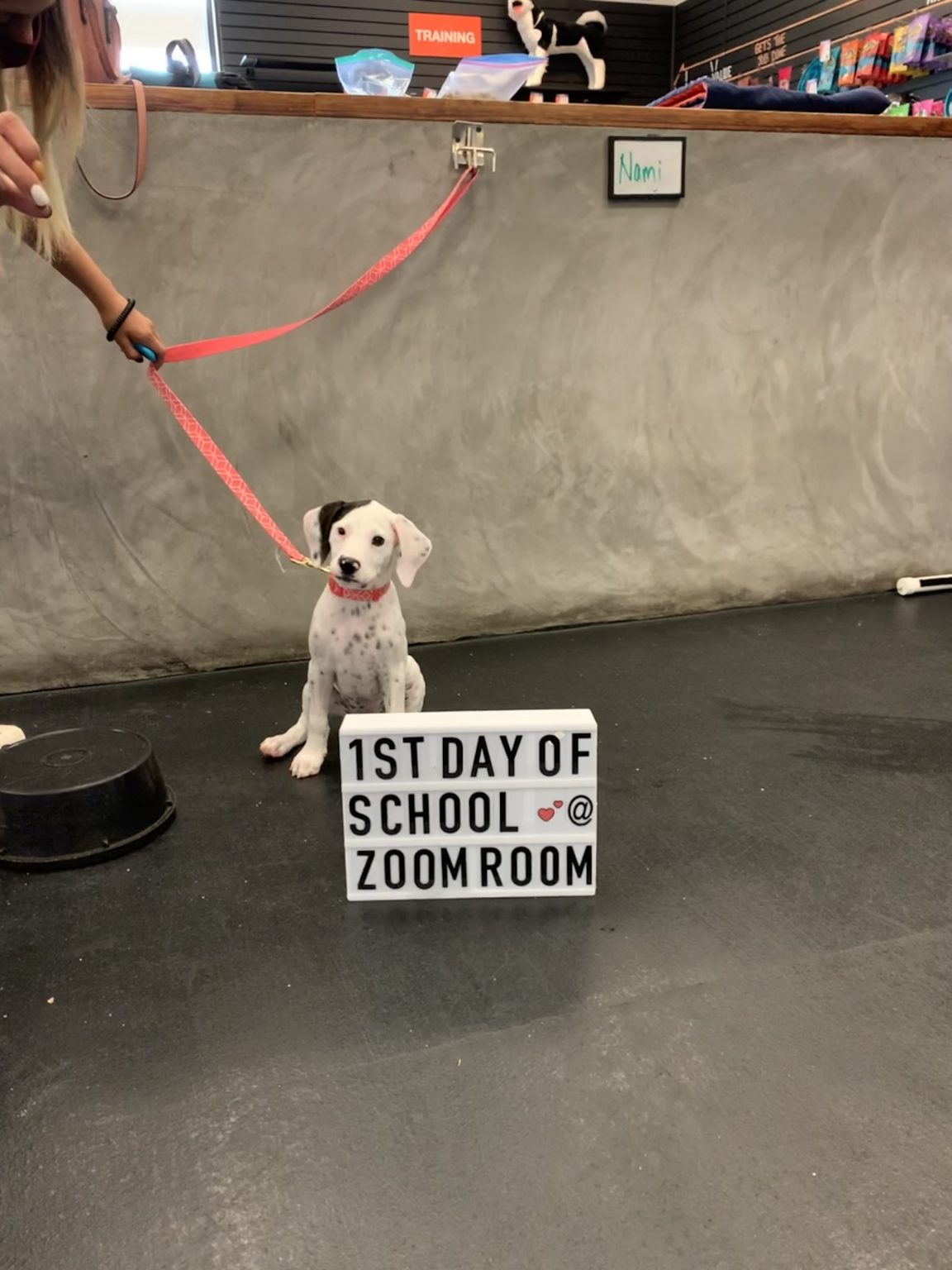 zoom room dog training los angeles ca