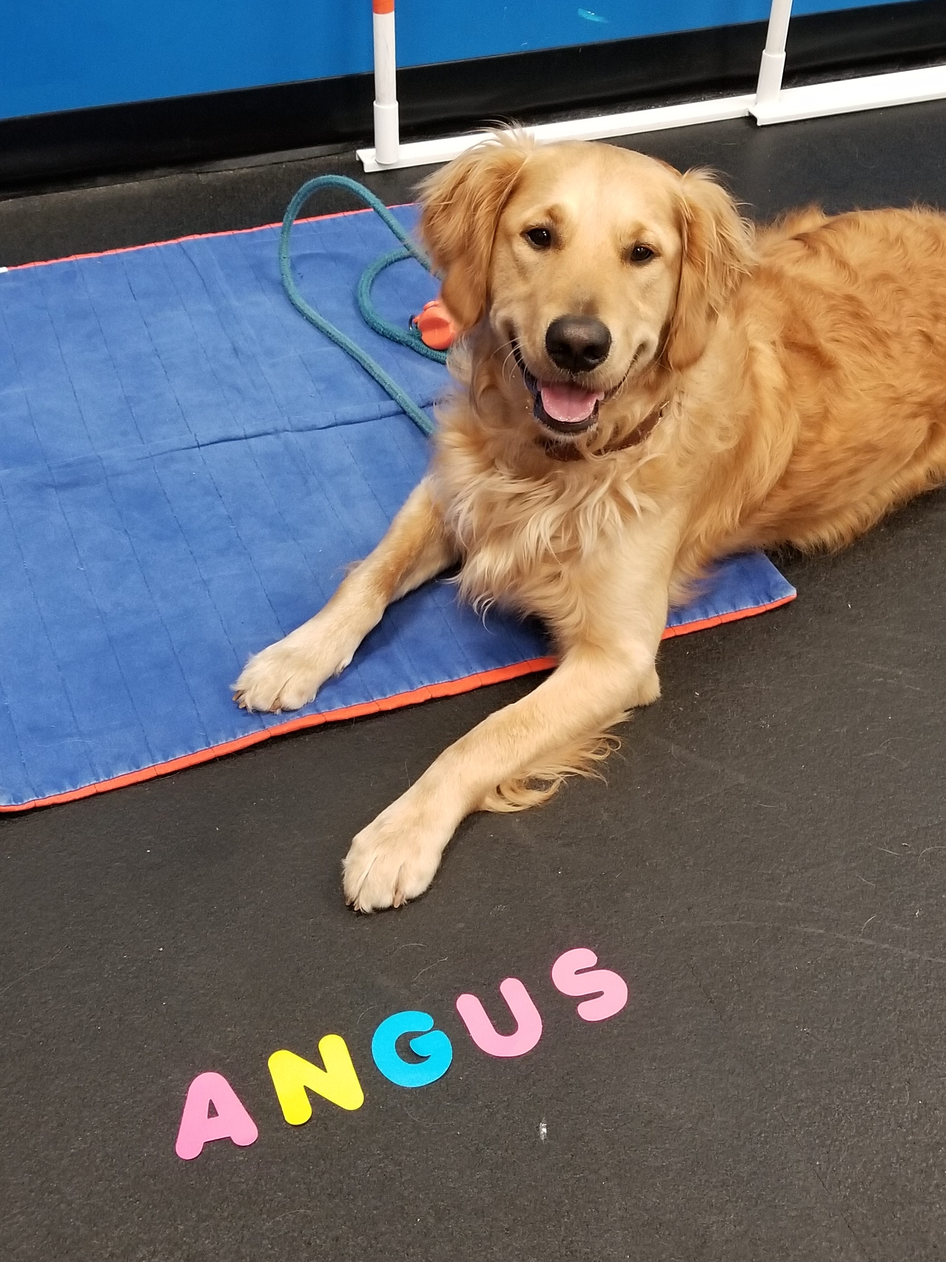 Angus Zoom Room Dog Training