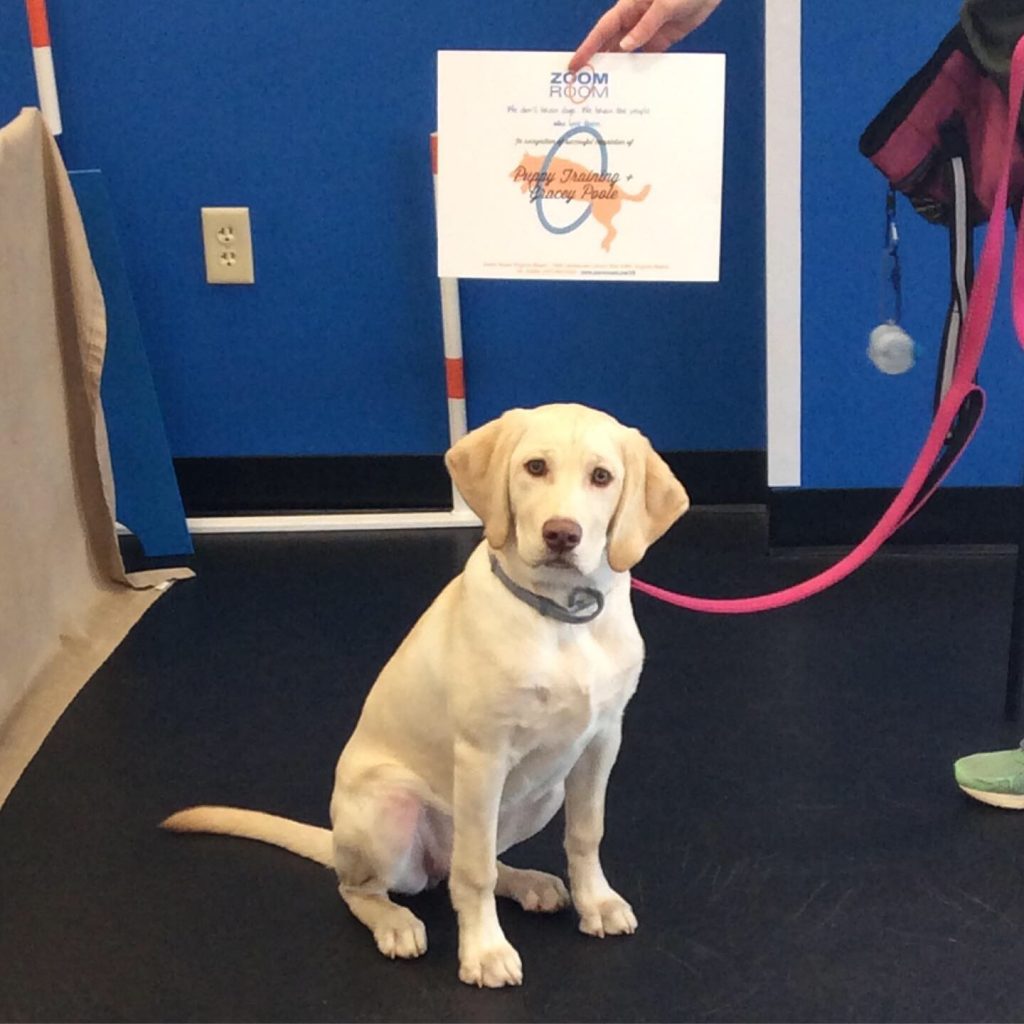 Gracey | Zoom Room Dog Training