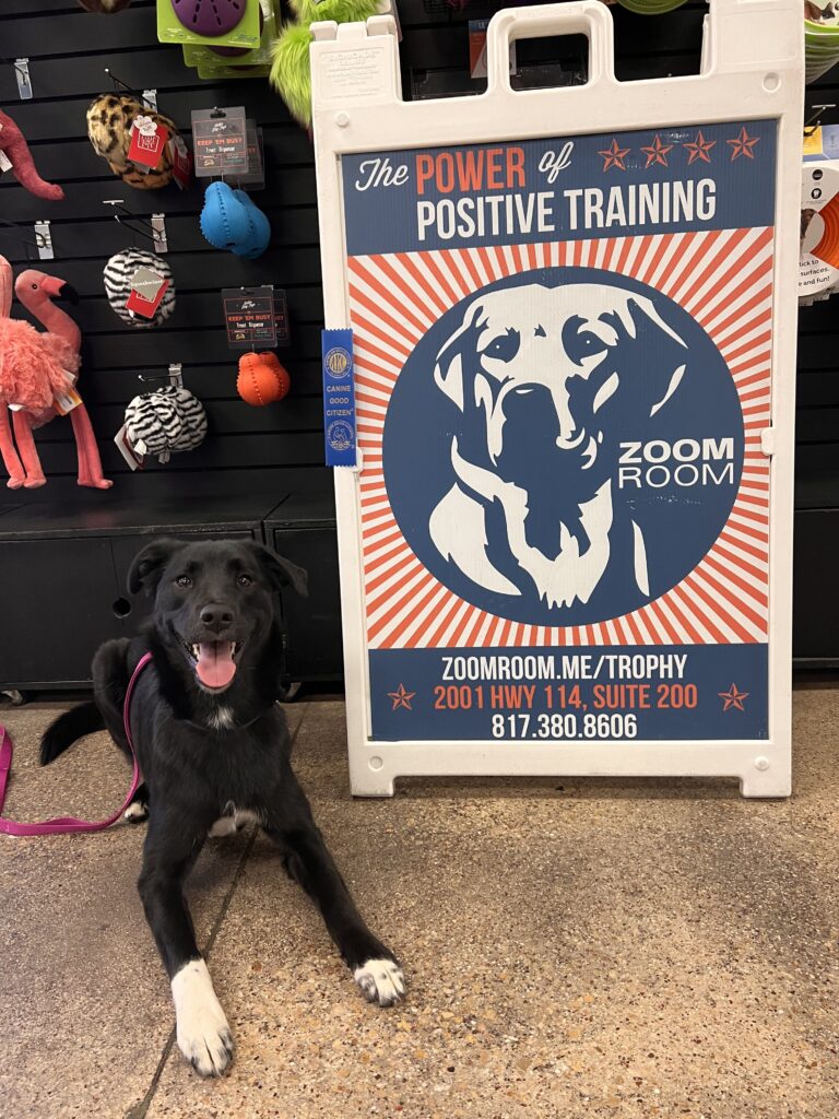 Indi | Zoom Room Dog Training