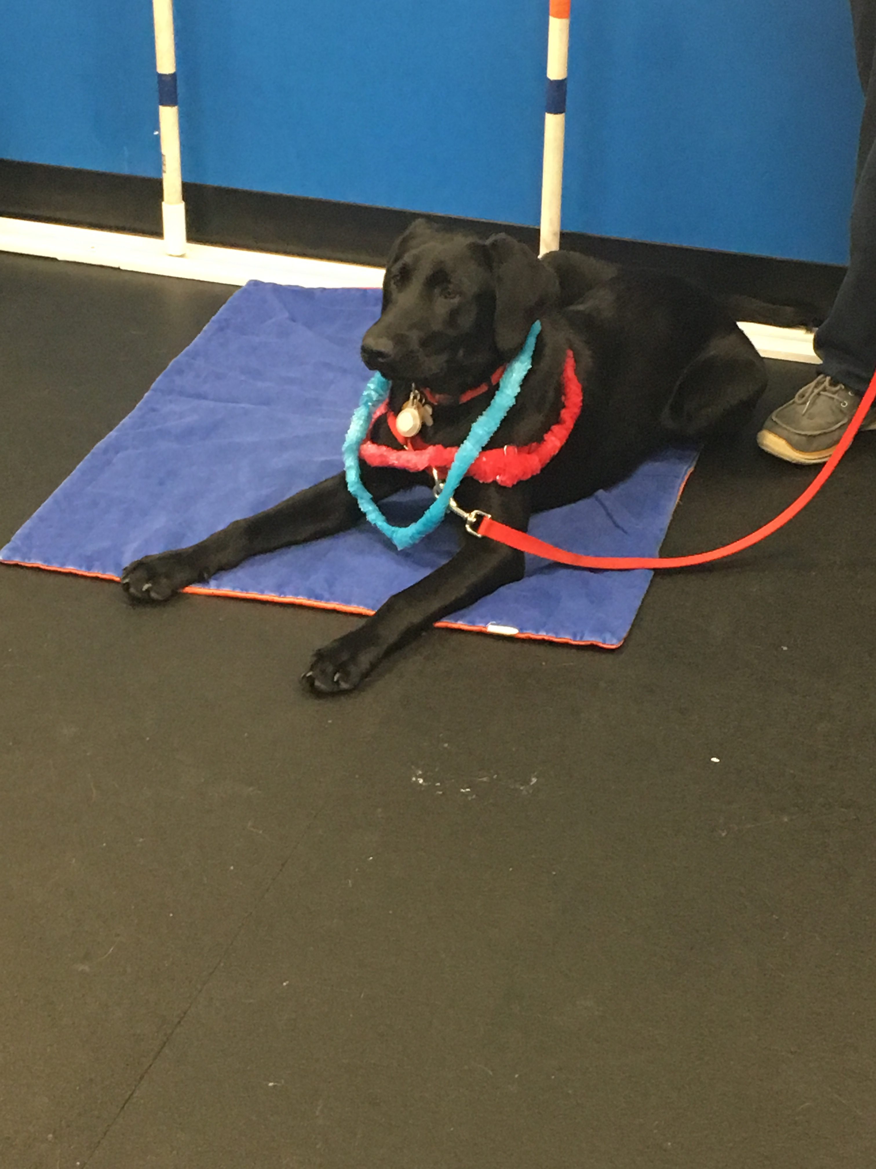 Lena | Zoom Room Dog Training