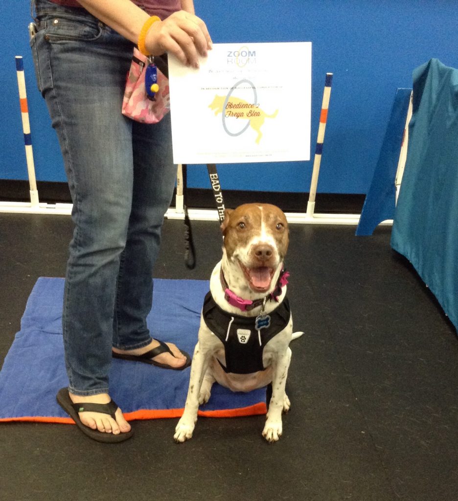 Freya Zoom Room Dog Training